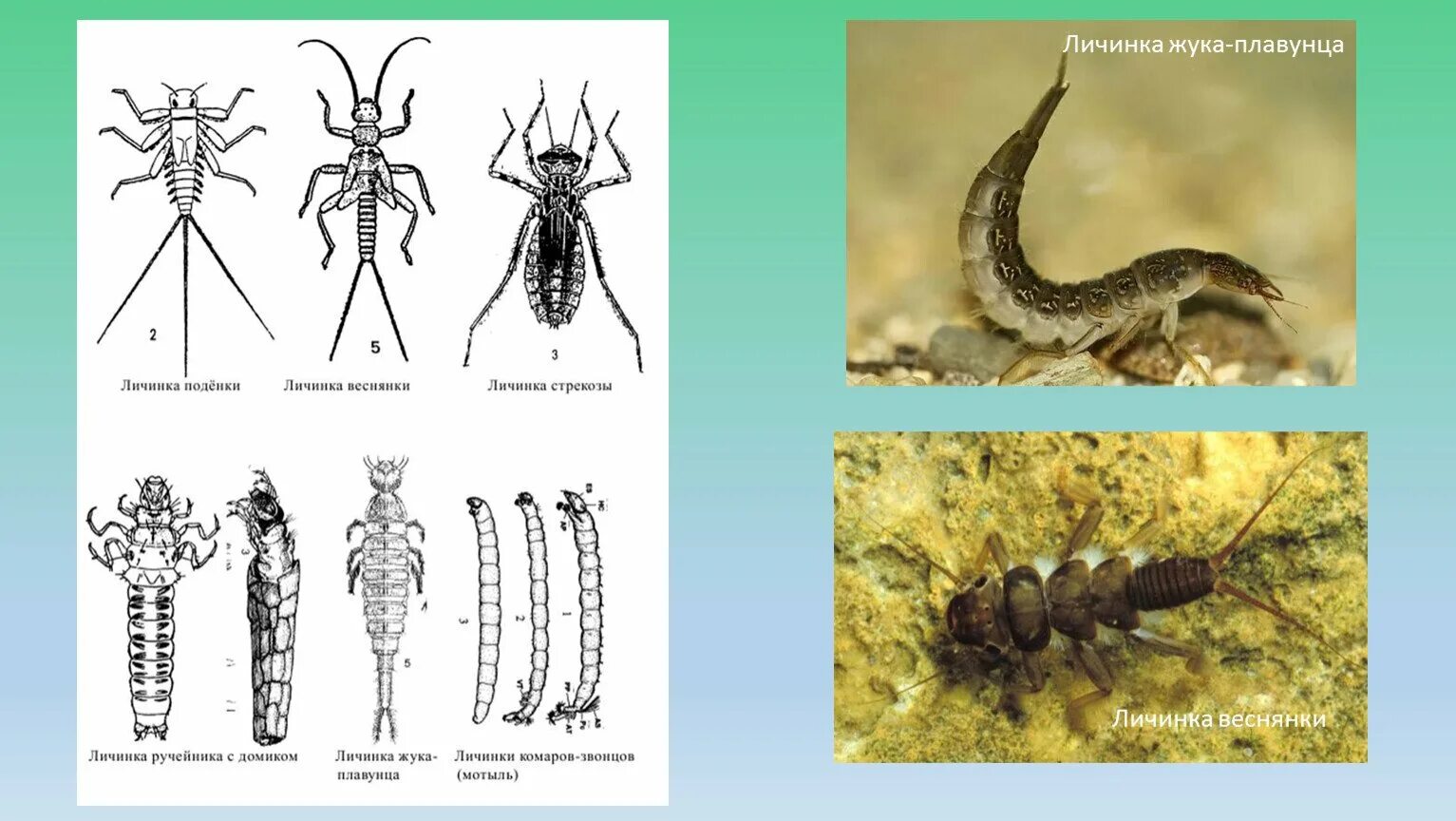 Веснянки (Plecoptera) личинка. Личинка жука плавунца. Камподеовидная личинка жука плавунца. Личинка окаймленного жука плавунца. Личинка плавунца и стрекозы