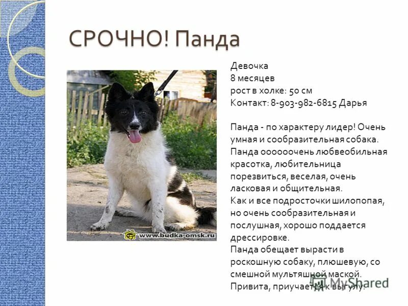 выкройка комбинезона для крупного кобеля. стандарт породы гриффон. высота в холке. 30 см в холке. собака 50 см в холке.