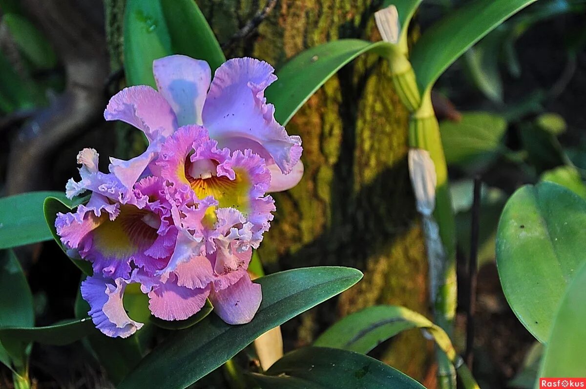 Cattleya percivaliana par Eric Cattlaelia Forum Orchidée Flickr