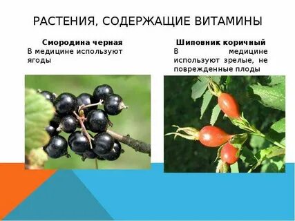 Шиповник смородина