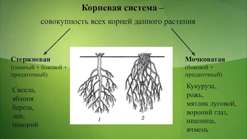 Признаки характерные для стержневой корневой системы. Мочковатая корневая система это в биологии 6 класс. Корень биология 6 класс типы корневых систем. Типы корневых систем по биологии 6 класс. Типы корневых систем схема.