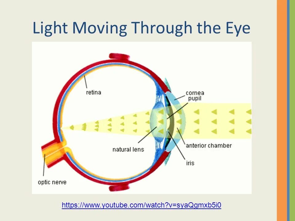 Фокусировка лучей света на внутренней. Оптическая система глаза. Схема оптической системы глаза. Оптическое строение глаза. Строение глаза.