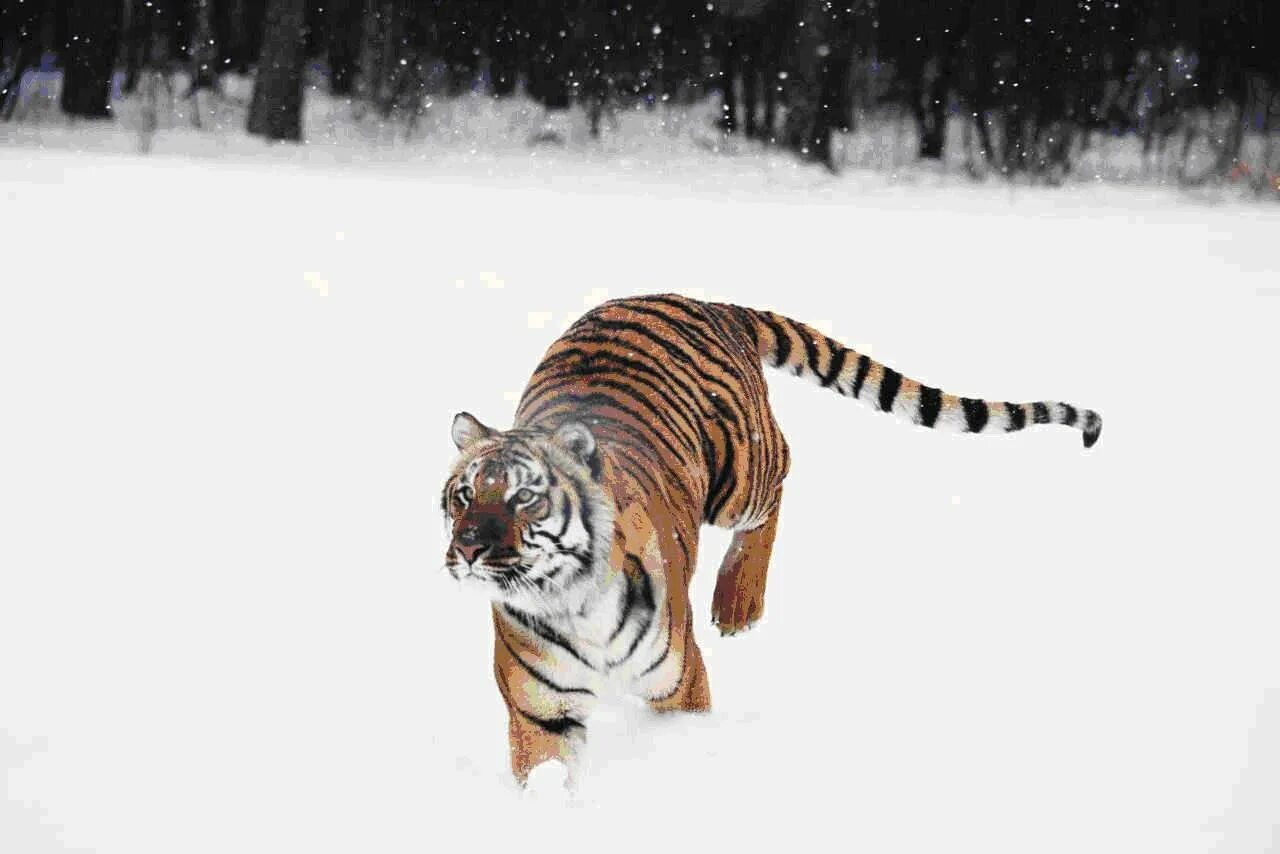 Тигр бежит. Амурский тигр. Тигр убегает. Тигр бегает.