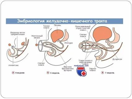 Кишечник эмбриона