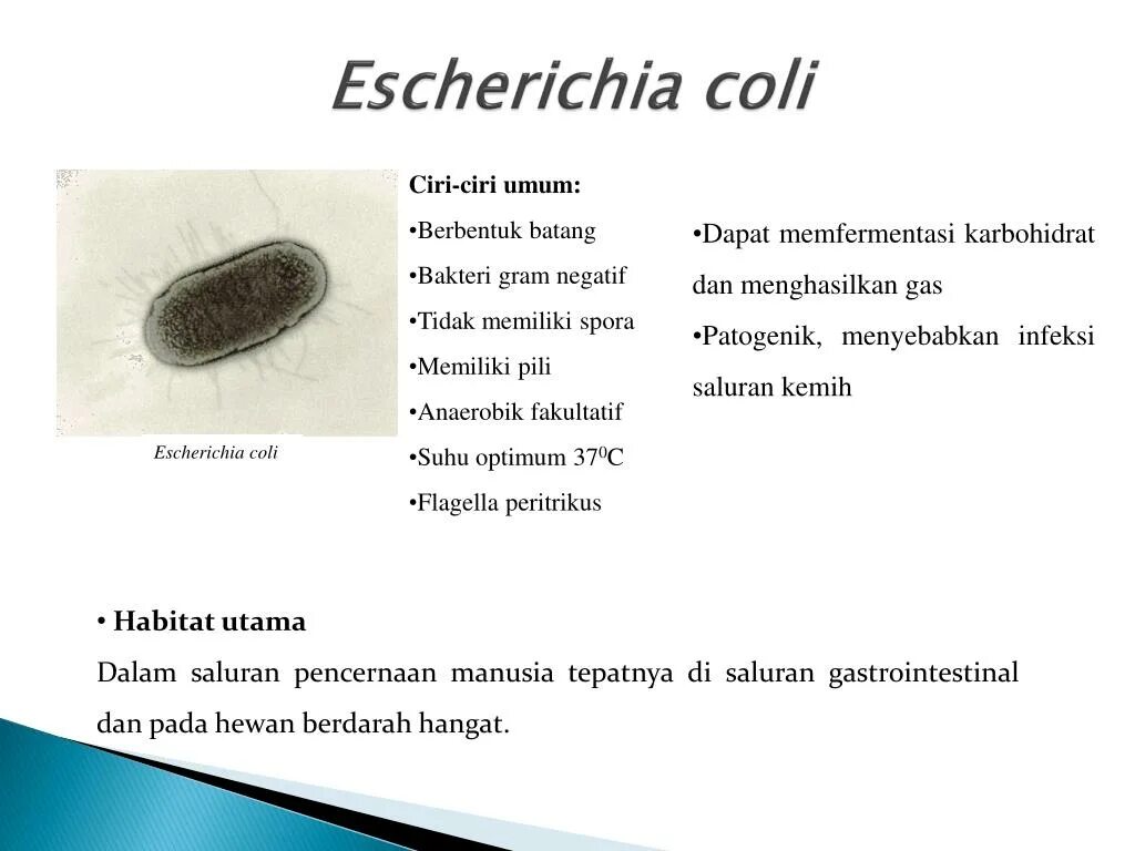 Морфология эшерихии коли. Возбудитель эшерихии коли. Escherichia coli эшерихии. Escherichia coli антибиотики. Escherichia coli что это у мужчин