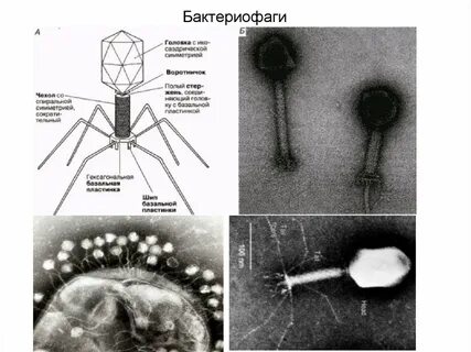 Бактериофаги что это простыми словами