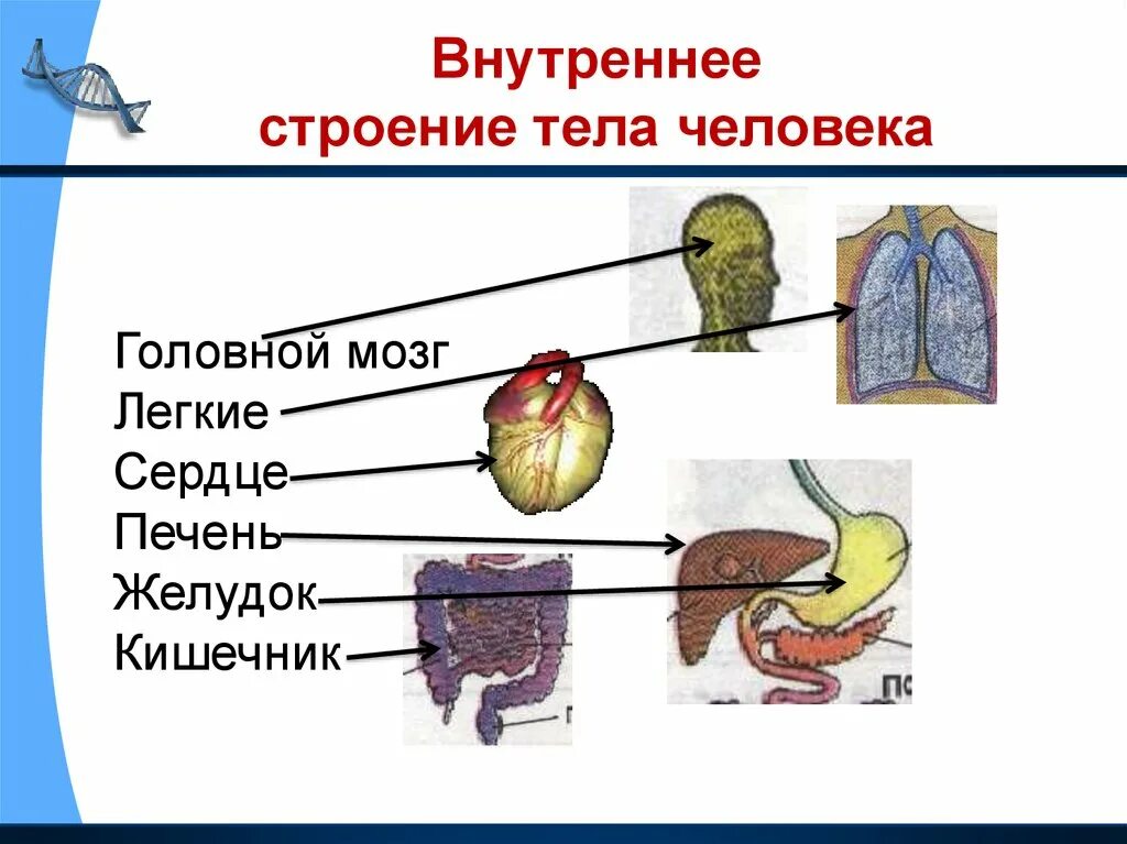 Как работает наш организм презентация 3 класс. Доклад на тему органы человека 3 класс окружающий мир. Доклад по окружающему миру 3 класс на тему организм человека. Окружающий мир 3 класс тема организм человека. Проект органы человека 3 класс окружающий мир.