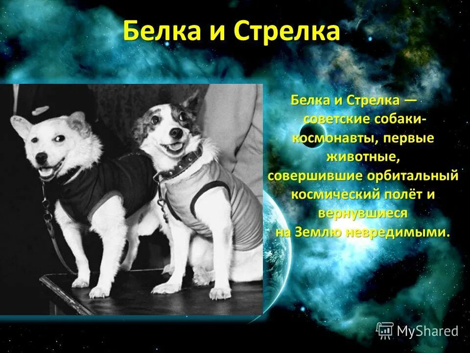 Первое живое существо совершившее космический полет. Первый полет в космос белки и стрелки. Собаки-космонавты белка и стрелка-1. Первые космонавты белка и стрелка для детей. Белка и стрелка полёт в космос 1958.