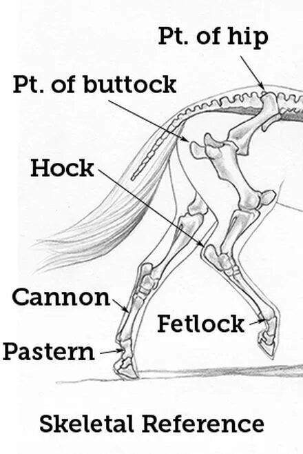 Deer hind Leg. Horse Legs. Horse - hind Legs картинка.