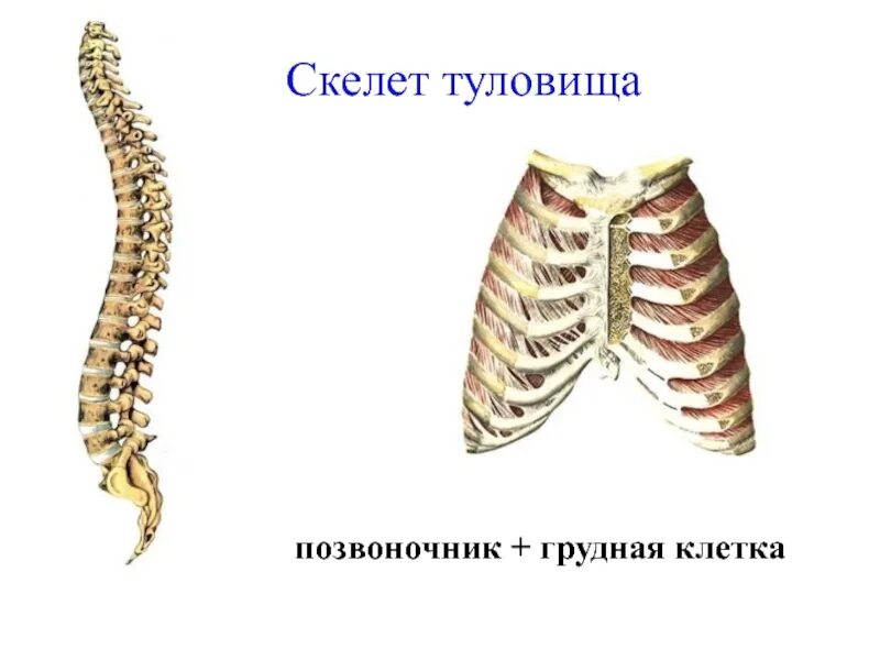 Ребро отдел скелета. Скелет человека скелет туловища. Скелет туловища Грудина. Скелет туловища человека позвоночник грудная клетка. Строение скелета Позвоночный столб грудная клетка.