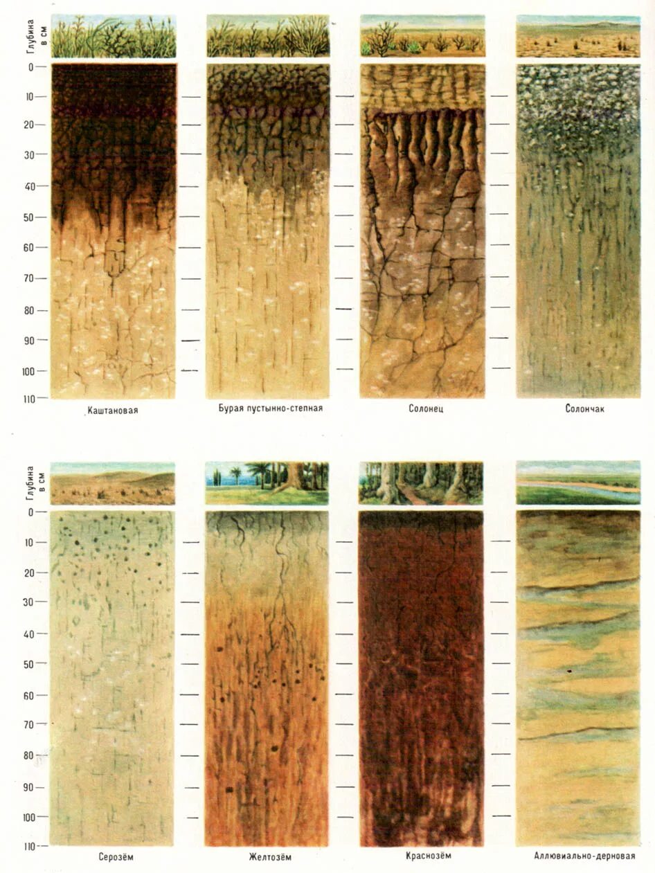 Почвенно растительные зоны. Почвенный профиль Каштановой почвы. Почвенный профиль светло каштановых почв. Гумусовый Горизонт каштановых почв. Почва сухих степей профиль.