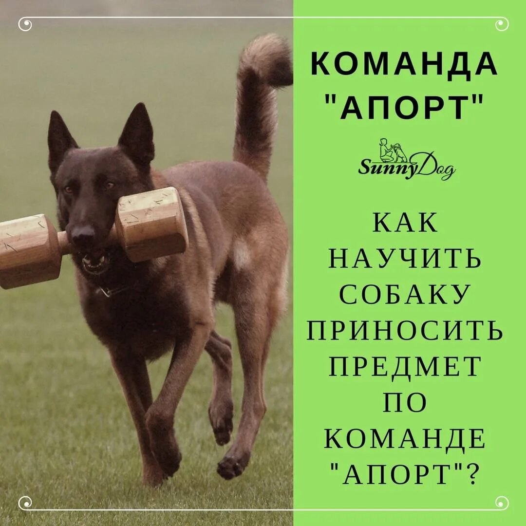 Как научить собаку команде апорт. Апорт собаке. команда апорт щенку. команды для собак. как научить собаку командам.
