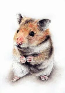 Hamster 13