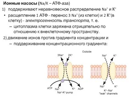Повышение атф