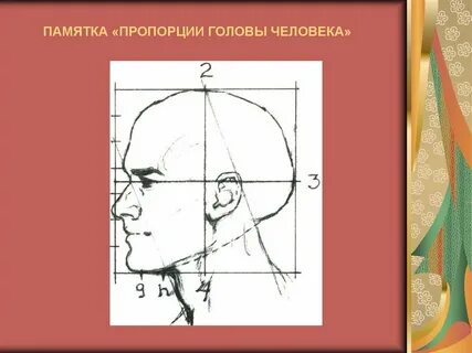 Пропорции головы человека