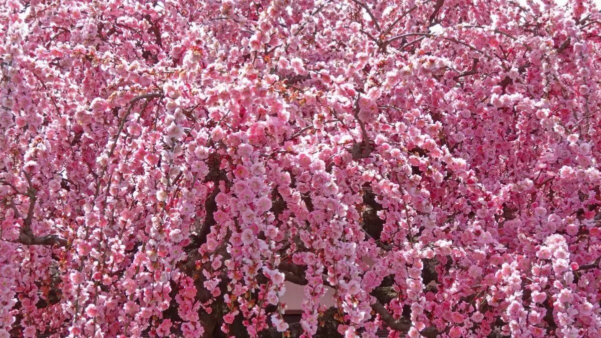 Скачать обои весна, Япония, цветение, кусты, Фукусима, Hanamiyama Park, раздел п