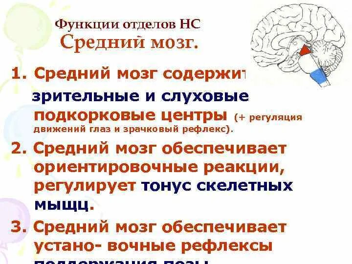 Кашлевой рефлекс какой отдел мозга. Функции нервных центров среднего мозга. Вегетативные центры среднего мозга. Функции и рефлексы среднего мозга. Ориентировочные слуховые рефлексы отдел мозга.