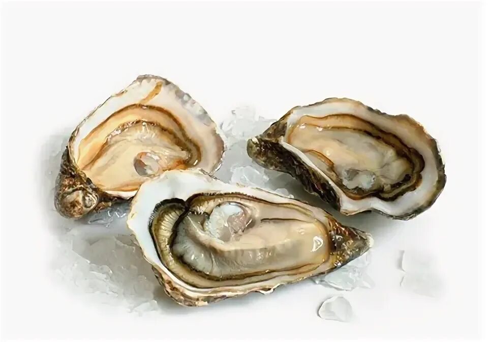 Как выглядит устрица внутри File:Crassostrea gigas Marennes  Wikipedia