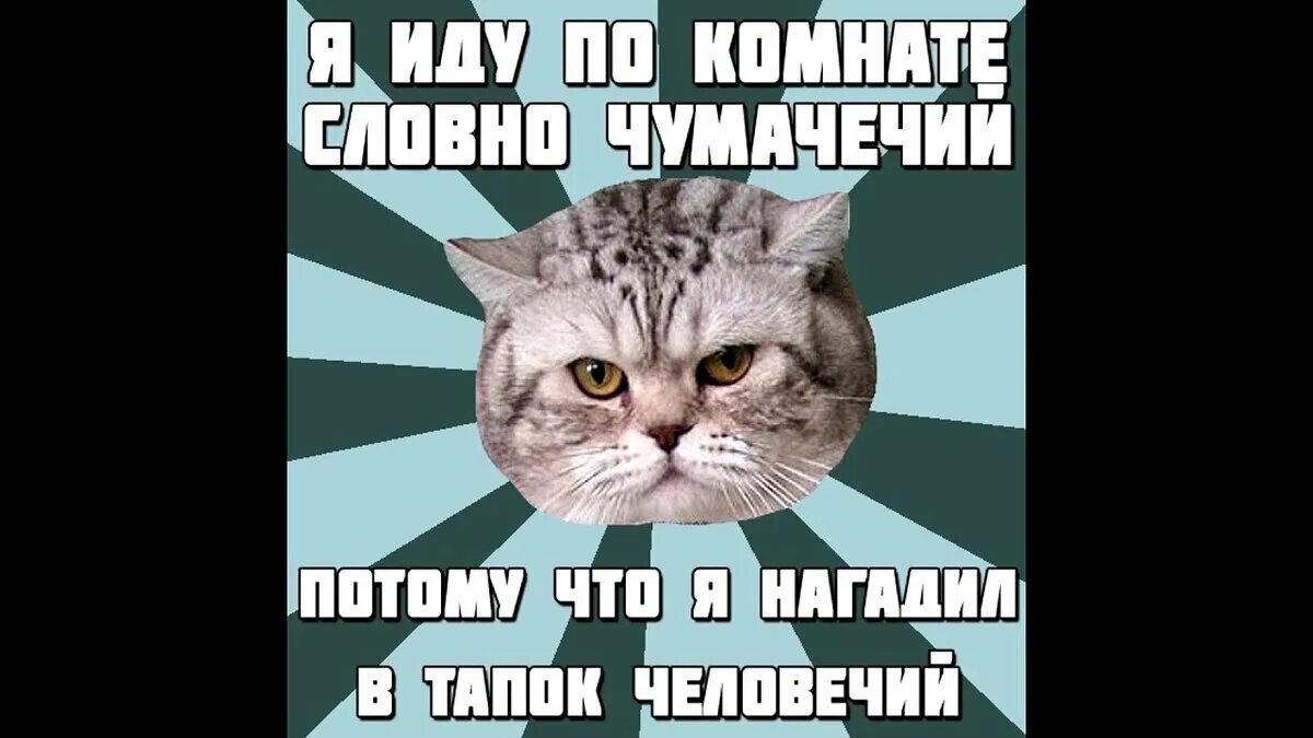 Мемы с котами без мата. Мемы с котами без мата с надписями. Мемы с котами без мата. Мемы с котиками без мата. Смешные мемы с котами.