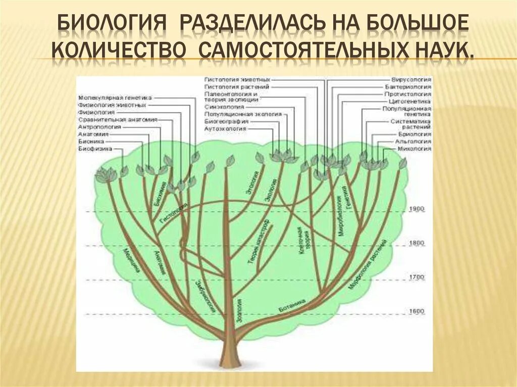 На что разделяется биология. Биология как наука. Биология как комплексная наука схема. Темы для презентации биология. Урок 15 биология