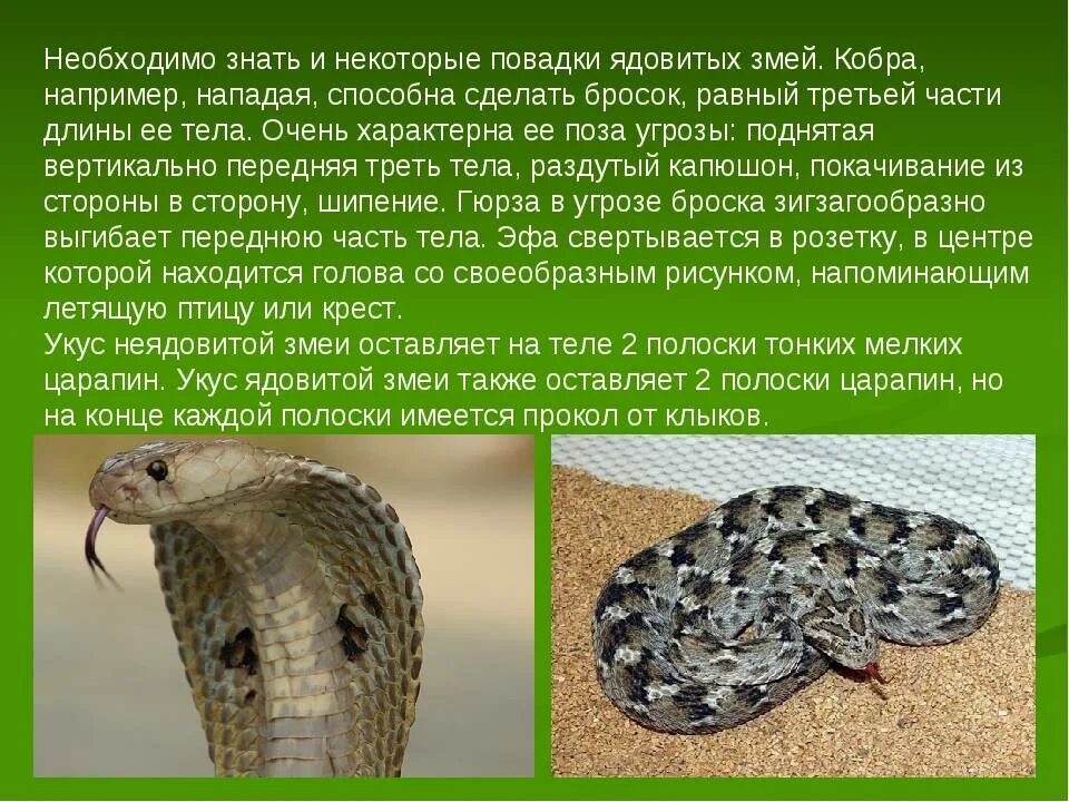 Отличить ядовитую змею от неядовитой. Отличия ядовитых и неядовитых змей. Как отличить ядовитых змей. Ядовитые змеи и неядовитые змеи.