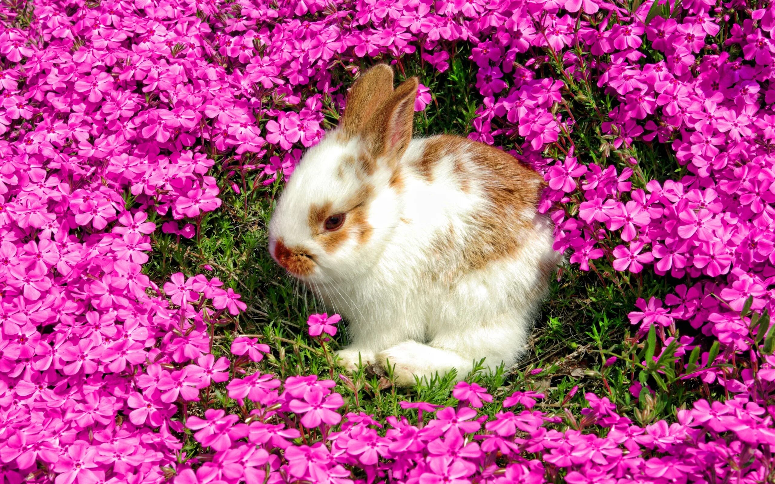 Flower rabbit