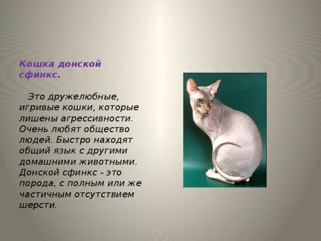 Проект кошки 4 класс Проект Кошки Кошки…Кошки! творческая работа учащихся по окружающему миру (4 кла