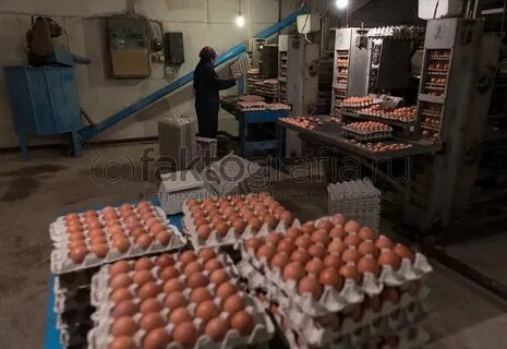 Птицефабрика степная