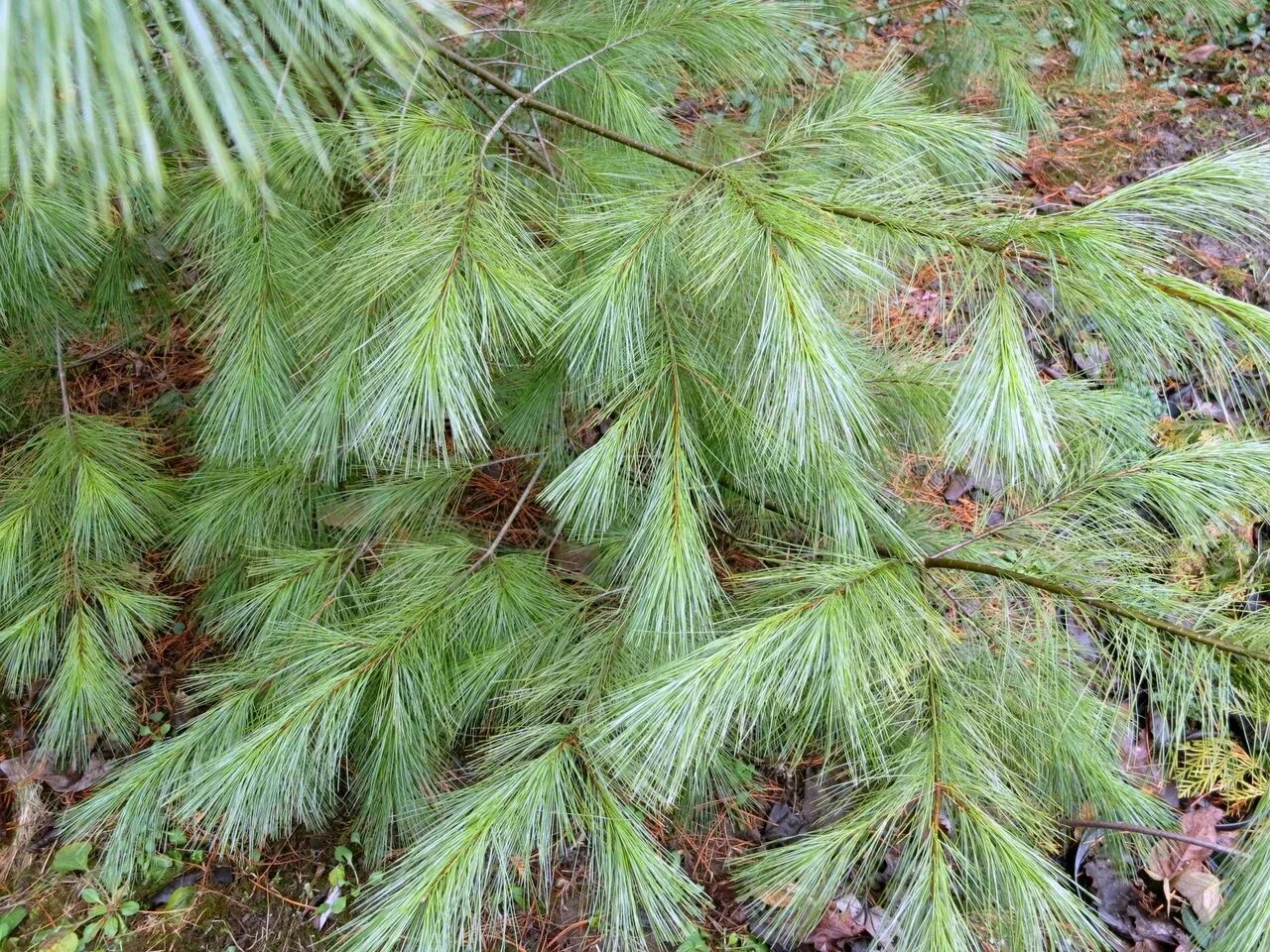 Pinus strobus. Сосна веймутова. сосна веймутова strobus. сосна веймутова пинус стробус. сосна веймутова стробус.