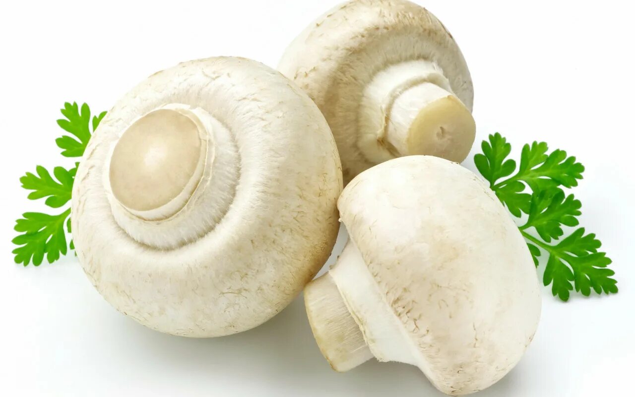 Шампиньон желтокожий грибы. Шампиньон группа. Шампиньон двукольцевой. Грибы свежие. Лесной шампиньон съедобный.