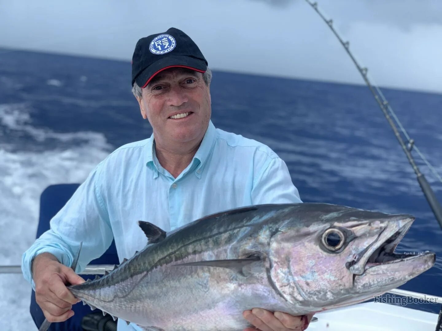 Атлантическая пеламида. Черноморская скумбрия пеламида. Пиламида. Рыба пеламида бонито. Пеламида рыба балтийская.