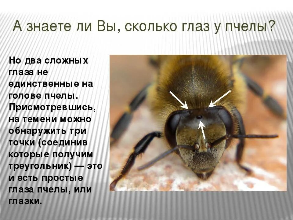 Сколько глаз у пчелы. Строение глаза пчелы. Пять глаз у пчелы. Строение глаз насекомых.