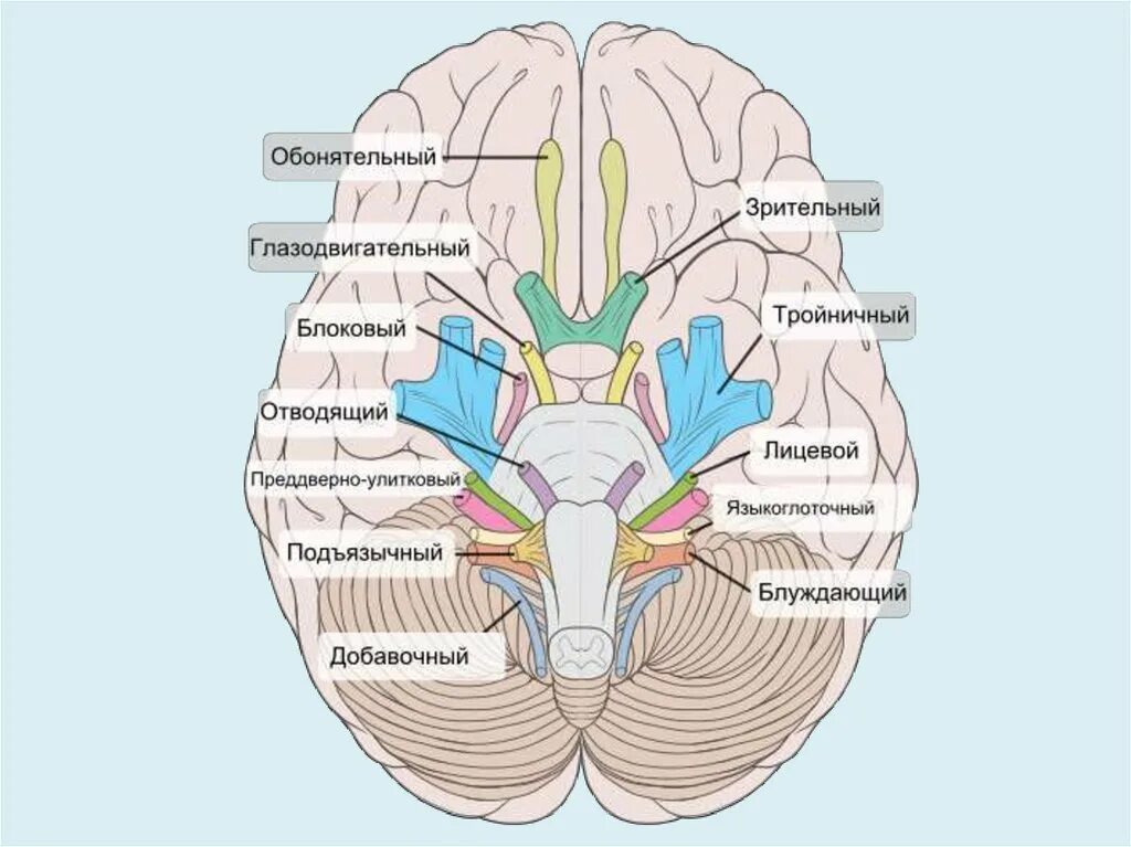 Как называются места выхода. Черепно мозговые нервы схема. Черепные нервы анатомия. Места выхода черепных нервов. Черепно мозговые нервы и их названия.