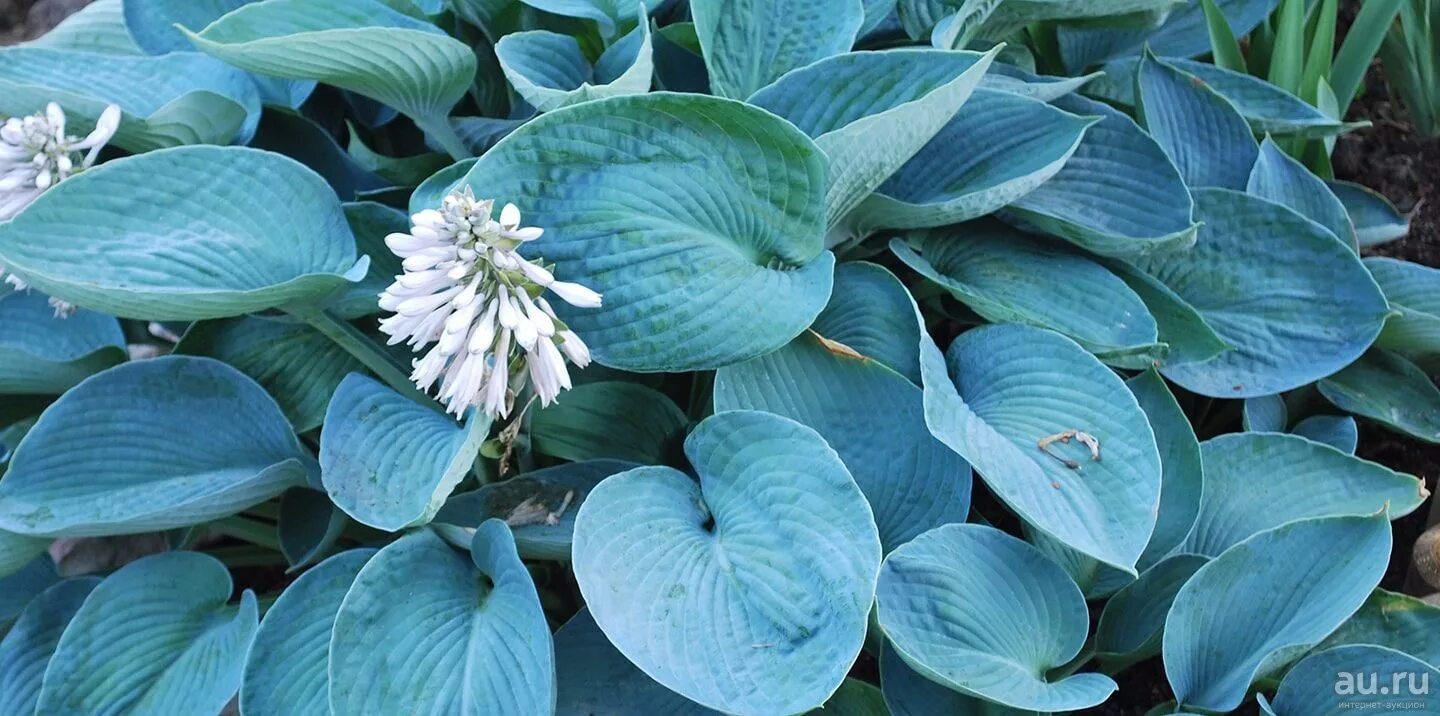 Голубой хост. Хоста зибольда elegans. хоста зибольда элеганс hosta sieboldiana elegans. хоста элеганс elegans. хоста зибольда голубая.