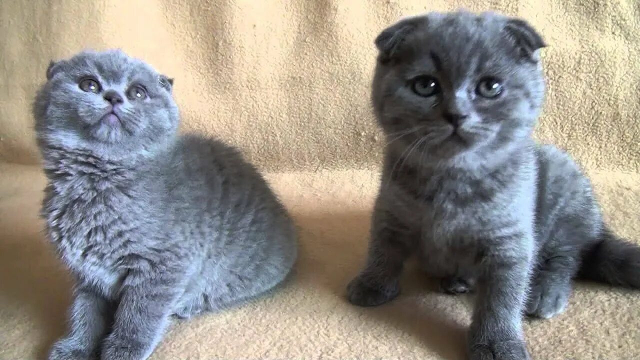 Шотландские вислоухие котята. Шотландский вислоухий котенок 3 месяца. Шотландский вислоухий котенок 1 месяц. Шотландские вислоухие котята. Шотландская вислоухий котенок мальчик.