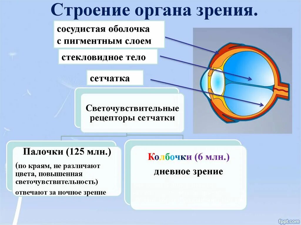 Строение органа зрения. Строение он ана зрения. Органы чувств строение органов зрения. Орган зрения анатомия.