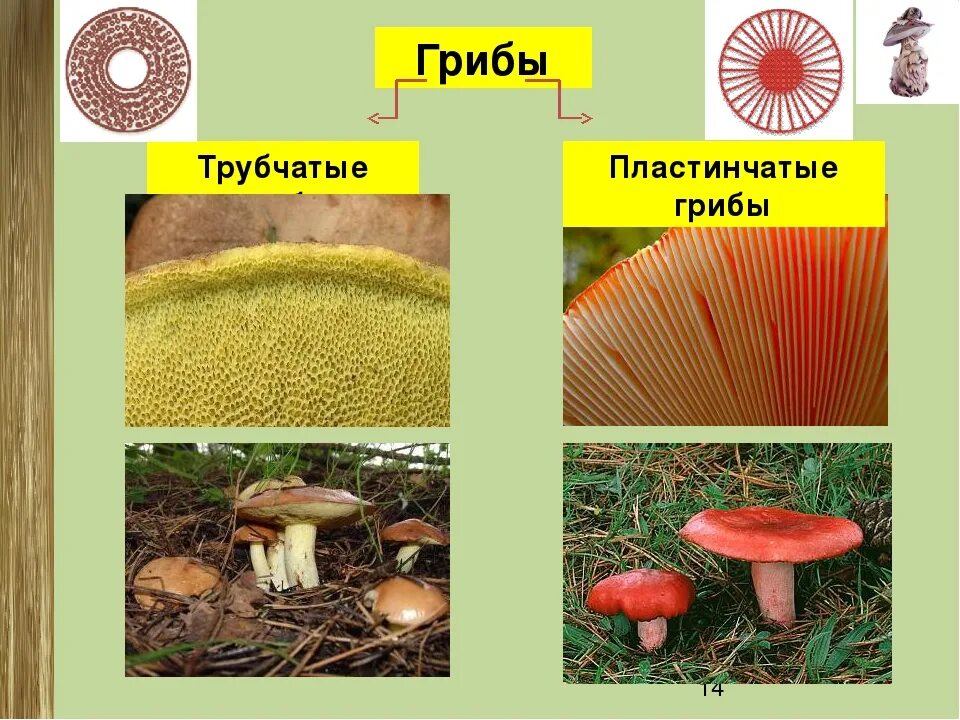 2 пластинчатые грибы. Шляпочные пластинчатые грибы съедобные. Трубчатые грибы 2) пластинчатые грибы. Опята трубчатые или пластинчатые грибы. Грибы трубчатые пластинчатые сумчатые.