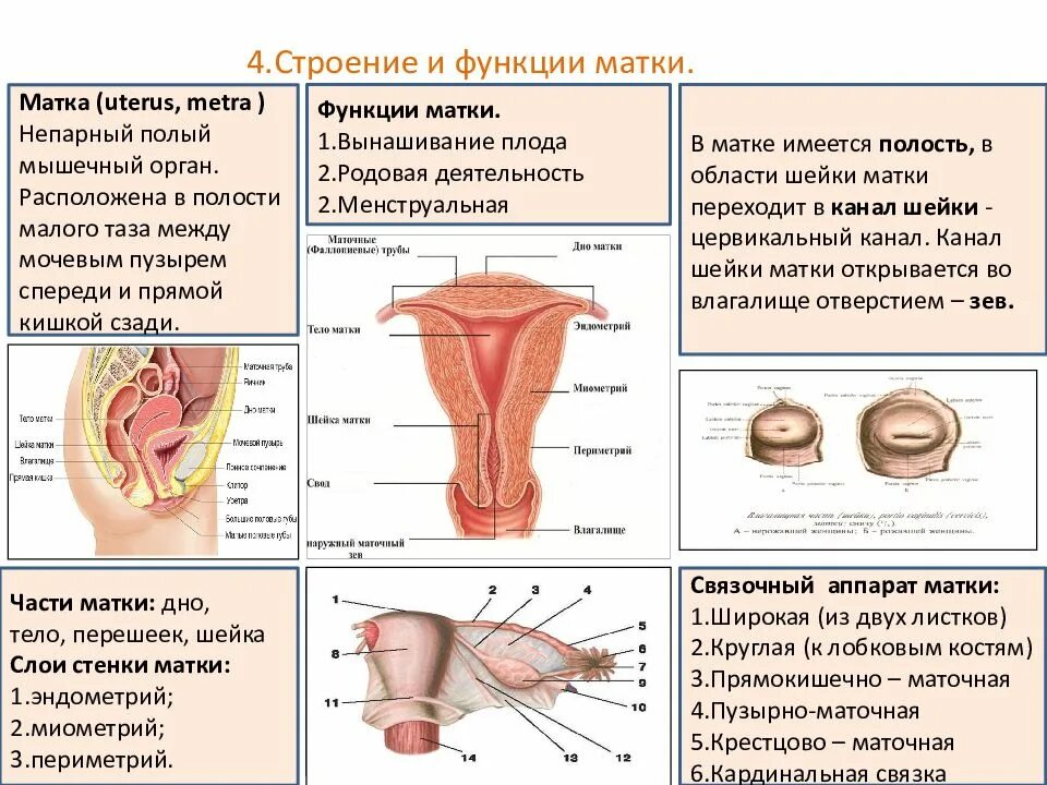 Матка строение. Анатомия женской половой системы. матка строение анатомия. функции матки.