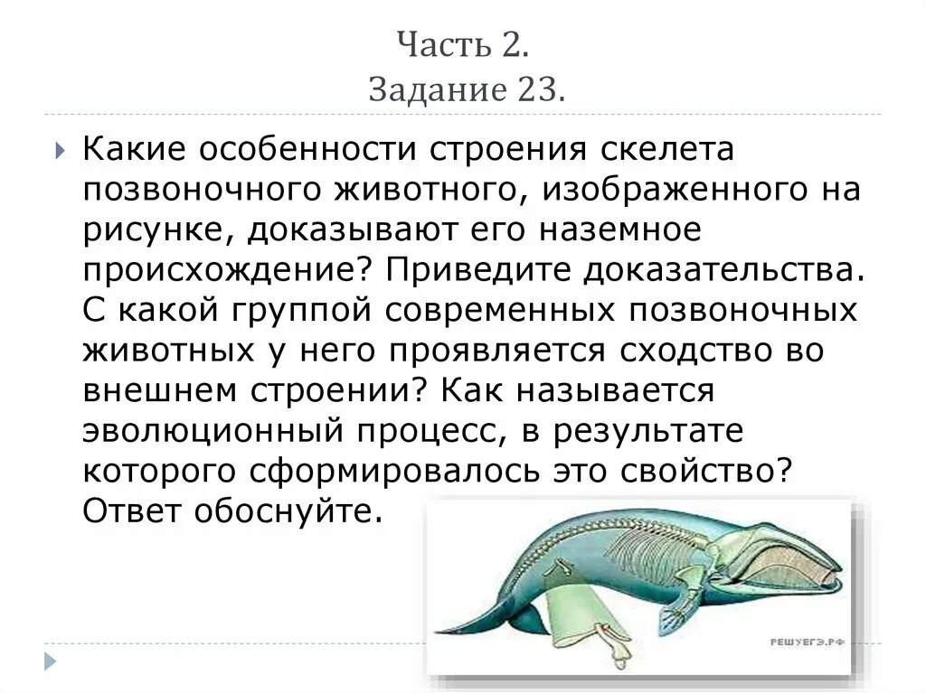 Освоение позвоночными животными суши. Позвоночные особенности строения. Особенности строения позвоночных животных. Какие особенности строение скелета позвоночного. Какие особенности у позвоночных.