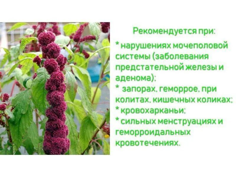 Чем полезен амарант. Амарант, растения из семейства амарантовых. лечебные травы амарант. амарант растение полезные и вредные качества.