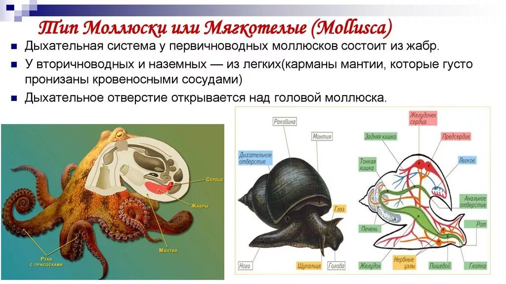 Мантия класс брюхоногие моллюски. Мантия у моллюсков. Мантия представляет собой у моллюсков. Моллюски мантия и мантийная полость. Тело моллюска имеет мантию