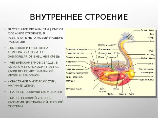 Внутренние органы птицы. Внутреннее строение птиц. Строение внутренних органов птицы. Внутренние органы птиц имеют сложное строение.