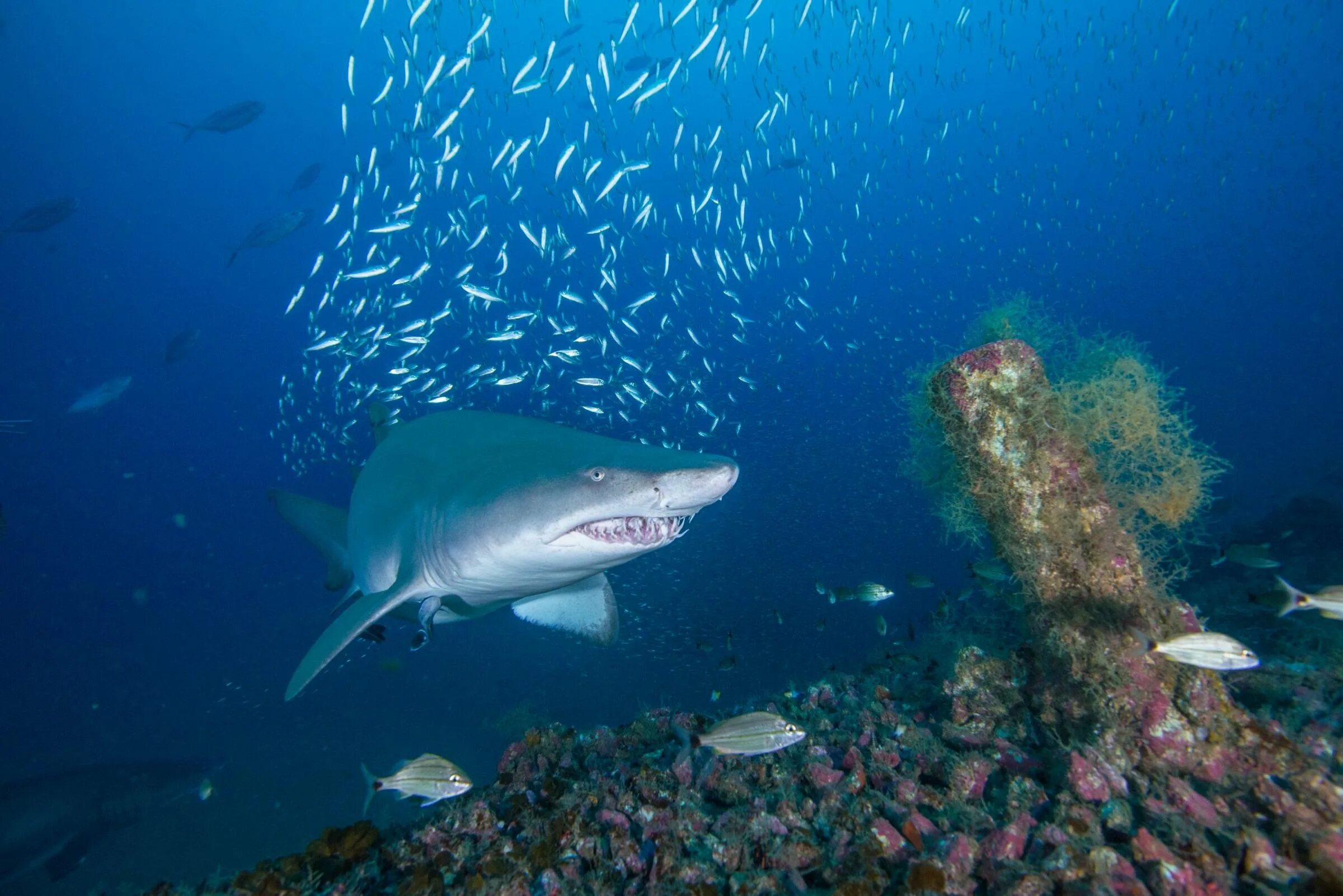 Shark return. Атлантическая Песчаная акула. Акулы Атлантического океана. Рифовая акула в черном море. Белая акула в Атлантическом океане.