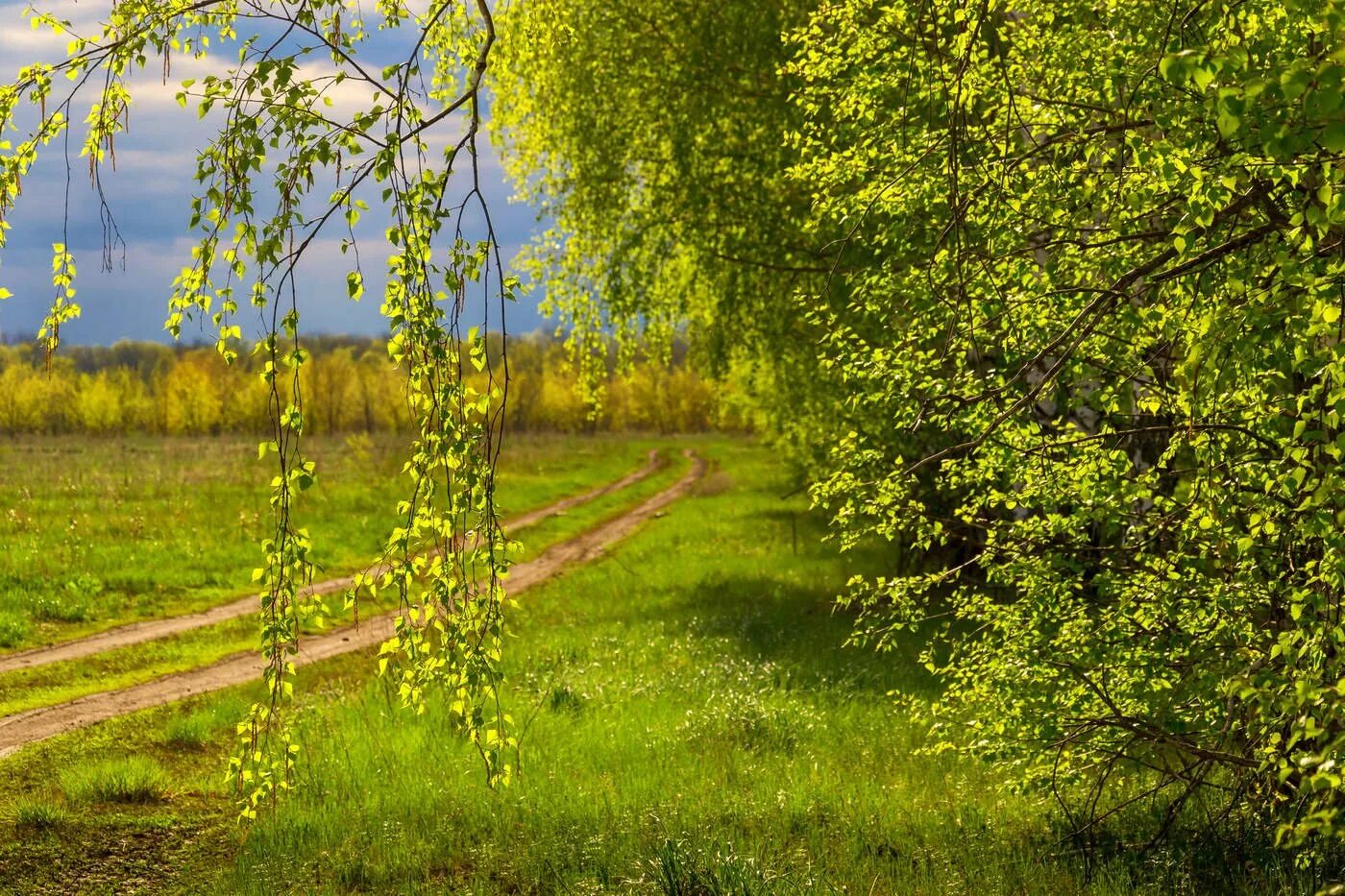 Светлый майский день. Май природа.