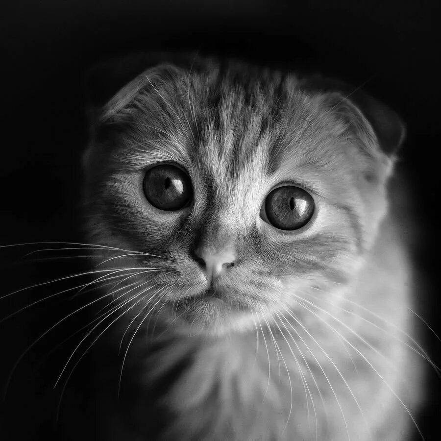 Просящий картинка. Жалобный котик. Жалобные глазки котика. Жалобный взгляд. Котенок с жалобными глазами.