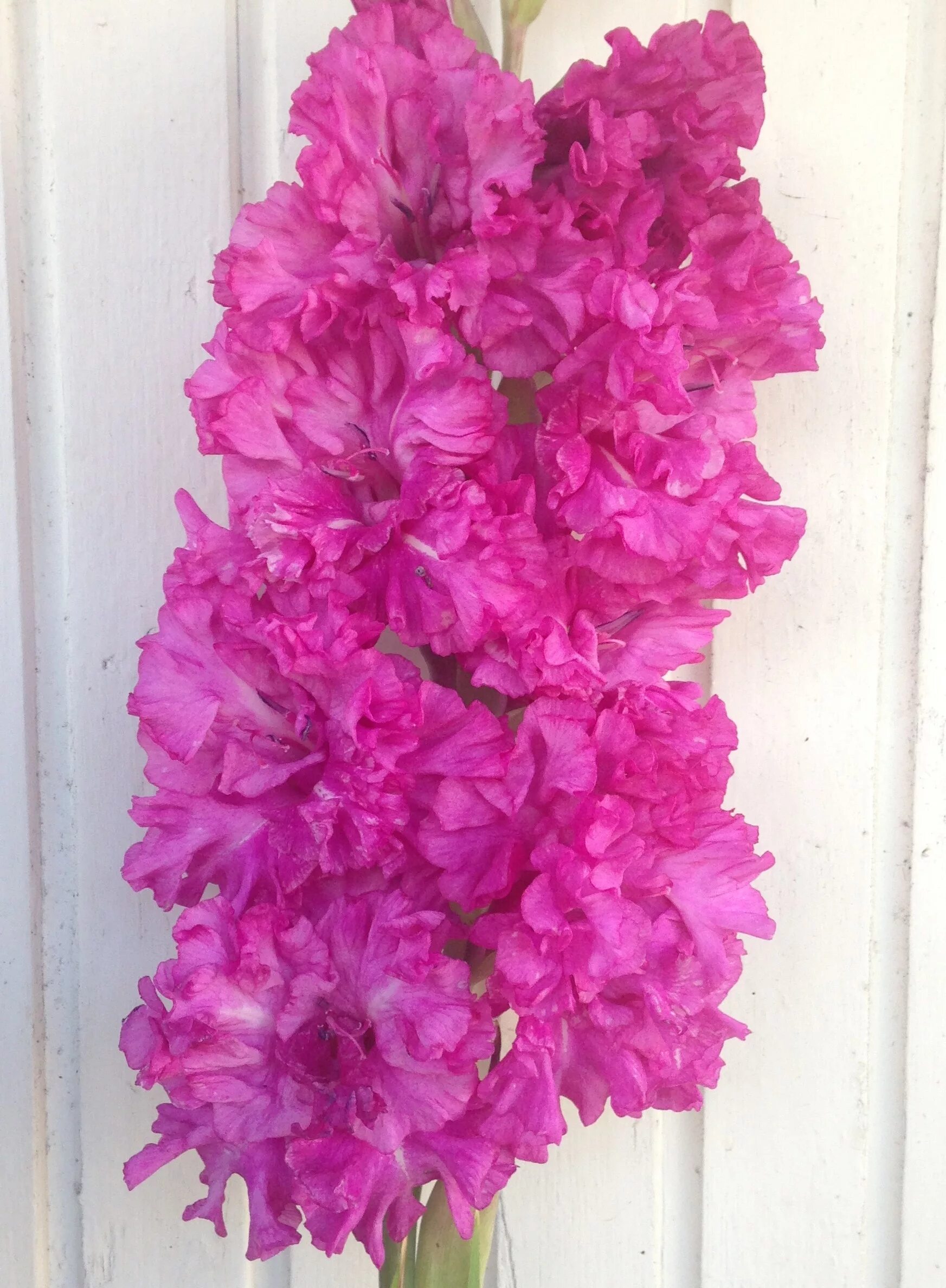 гладиолус сиреневый сад. гладиолус сиреневая аллея фотин. гладиолус венгерская сирень. гладиолусы сорт стряпуха. гладиолусы и сирень.