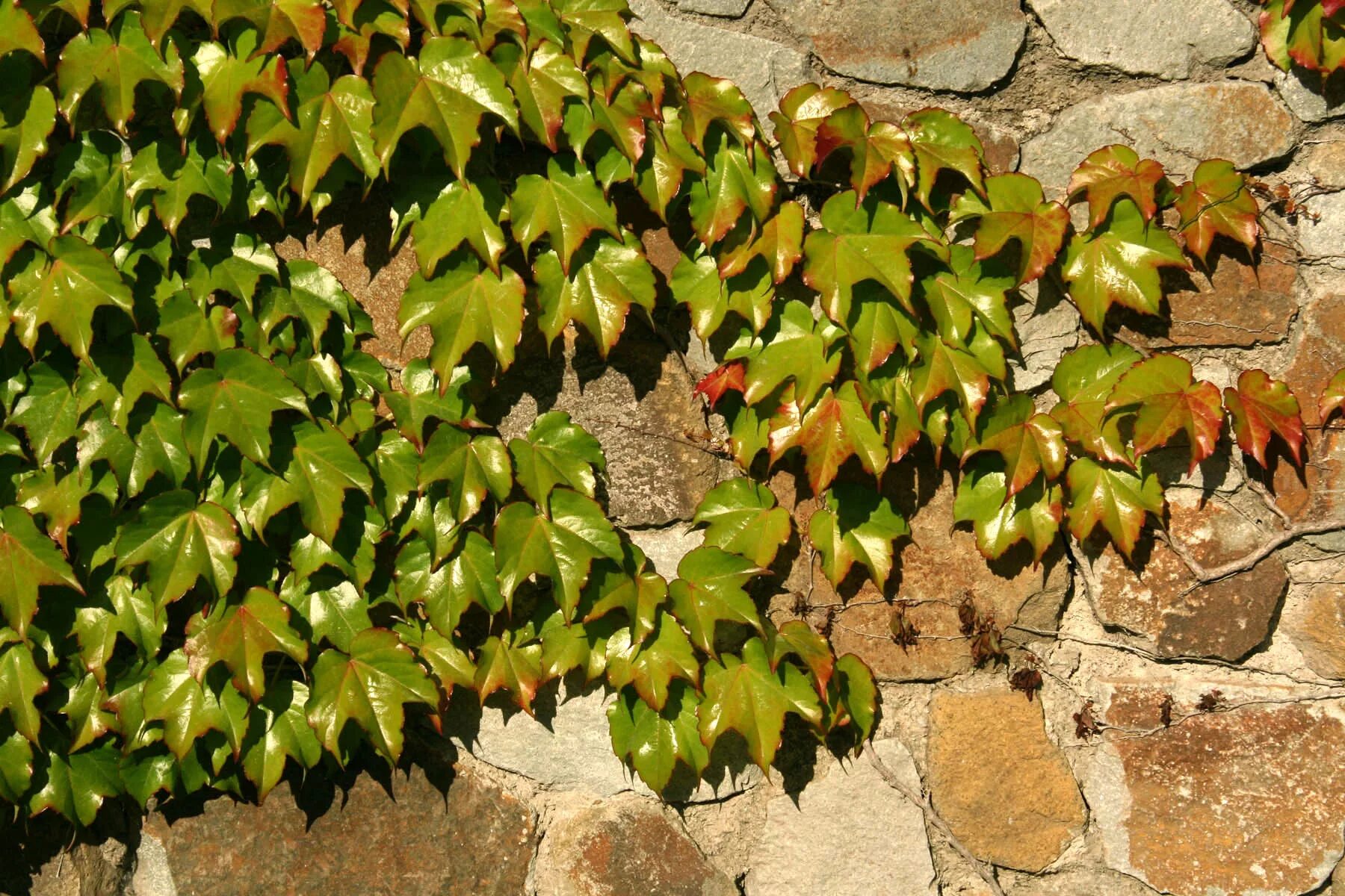 Плющ вечнозеленый (hedera). Плющ обыкновенный. Плющ вечнозеленый (hedera). Плющ крымский. Плющ хедера уличный.