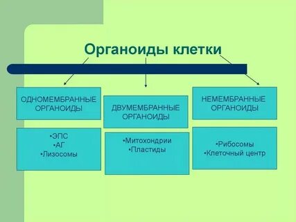 Немембранные органоиды лизосомы