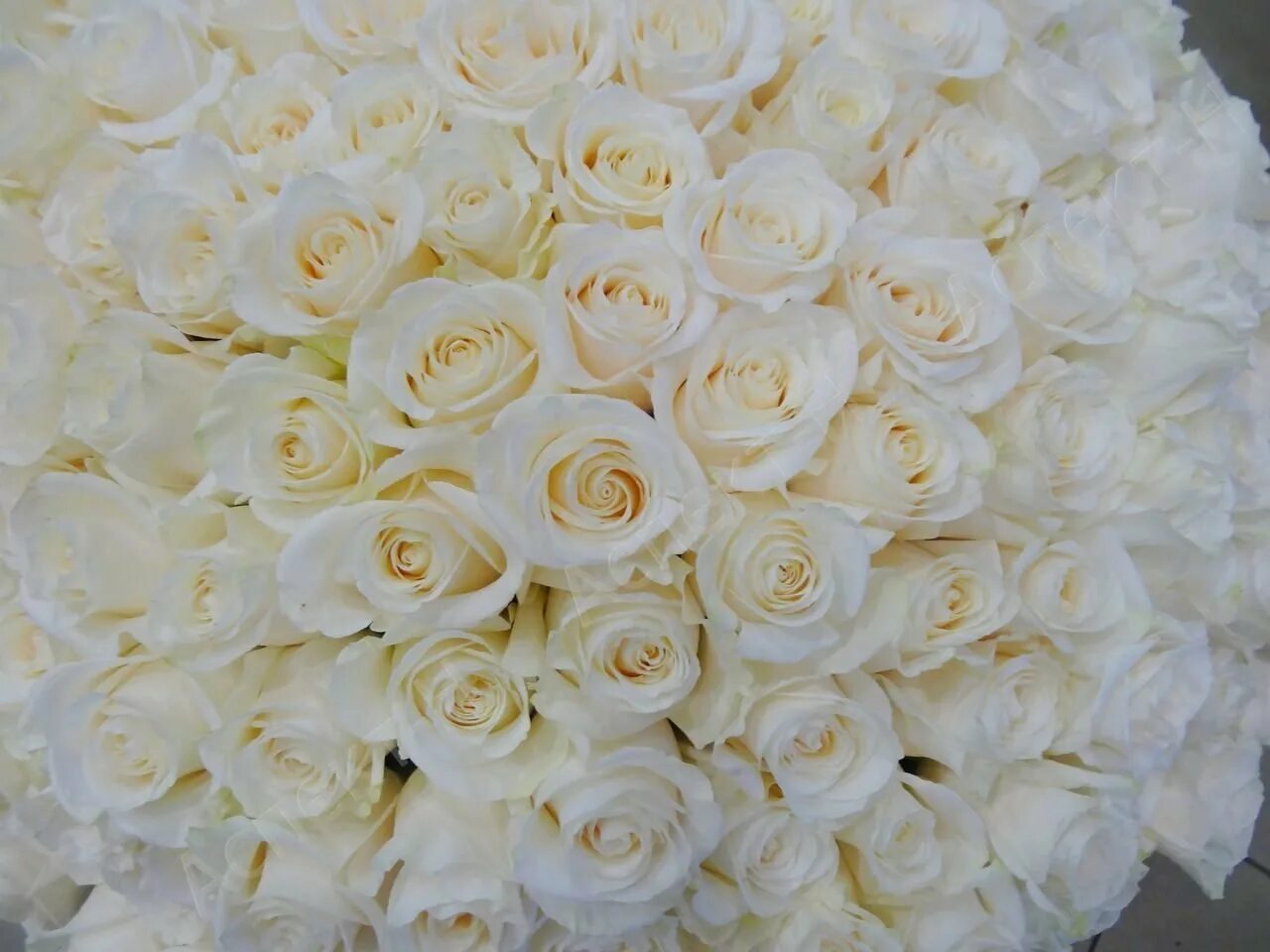 Белый тет. Букет белых роз. Большие букеты белых роз. Шикарный букет белых роз. Большой букет белых роз.