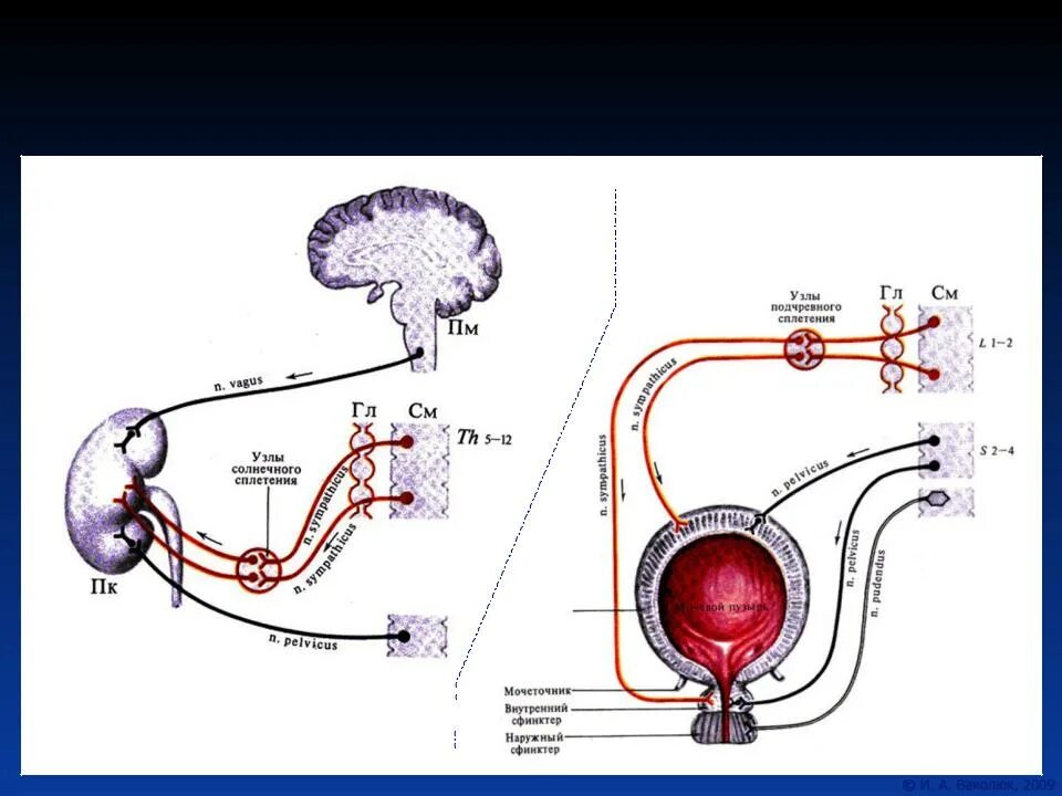 Рефлекторная дуга мочеиспускания. Рефлекторная дуга мочевого пузыря. Рефлекторная дуга безусловного рефлекса мочеиспускания. Иннервация мочеточника схема. Нервы мочеиспускание